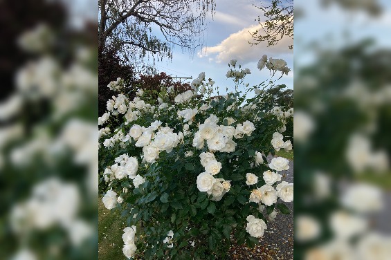Woodside Bed and Breakfast offers beautiful garden scenery